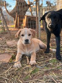 Gina, gilda, greta e giulio cuccioli