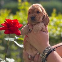 Cocker spaniel inglese rossso