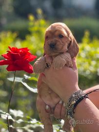 Cocker spaniel inglese rossso