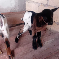 Caprette nane tibetanane