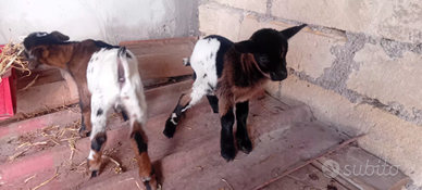 Caprette nane tibetanane