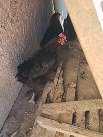 Gallo e galline marans