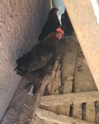 Gallo e galline marans