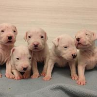 Cuccioli di Dogo Argentino, allevamento Enci/Fci