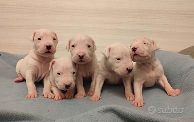 Cuccioli di Dogo Argentino, allevamento Enci/Fci