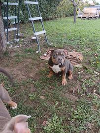 American bully