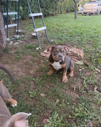 American bully