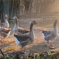 Oche di Tolosa Agricola