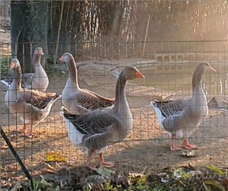 Oche di Tolosa Agricola