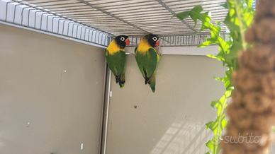 Inseparabili personata