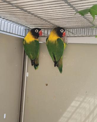 Inseparabili personata