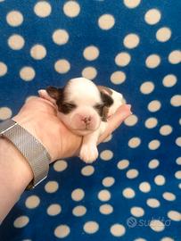 Shih Tzu cuccioli