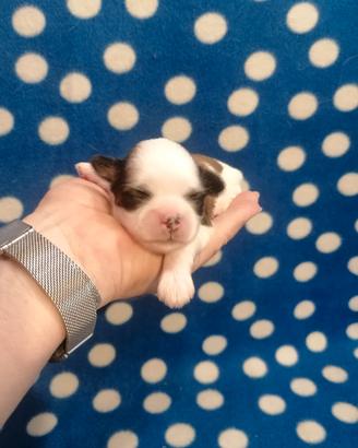 Shih Tzu cuccioli