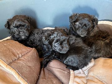 Barboncini Total blek