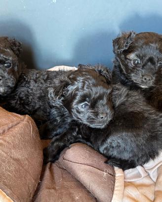 Barboncini Total blek