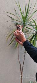 Cucciolo di chihuahua