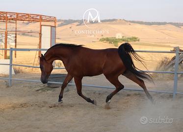Disponibile Arabo Polacco