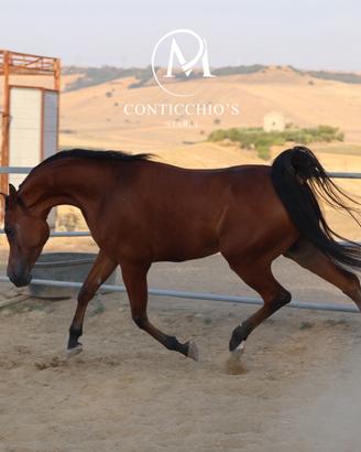 Disponibile Arabo Polacco