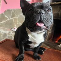 Bulldog Francese Per Monta