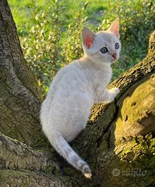 Cucciolo Bengal Snow