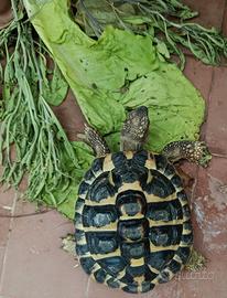 Un giardino per lei 5 anni