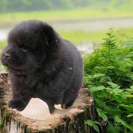 Chow Chow pedigree ENCI