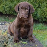 Cuccioli di Labrador Retriever