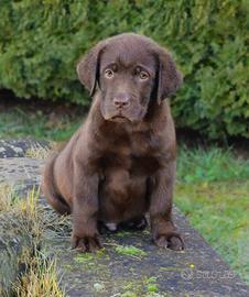 Cuccioli di Labrador Retriever