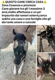 Cane coccolone