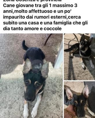 Cane coccolone