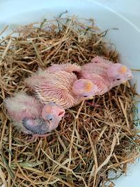 Pulletti di calopsite