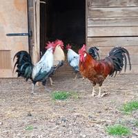 Galli razza romagnoli