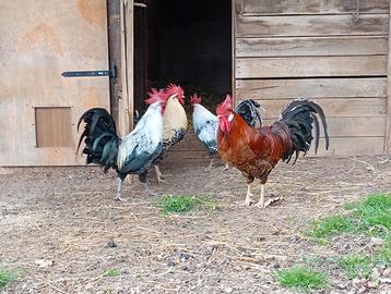 Galli razza romagnoli