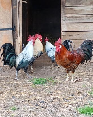 Galli razza romagnoli