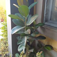 FICUS ELASTICA ALTEZZA 180 CM