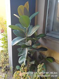 FICUS ELASTICA ALTEZZA 180 CM
