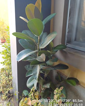 FICUS ELASTICA ALTEZZA 180 CM