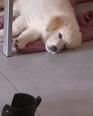 cucciolo 