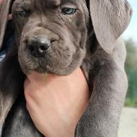 Ultime disponibilità cuccioli cane corso