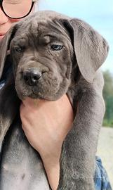 Ultime disponibilità cuccioli cane corso