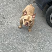 American bully femmina