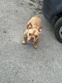 American bully femmina