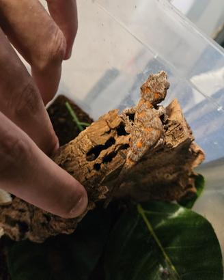 Rachodactylus auriculatus, Gecko gargoyle