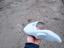 Immagine 4