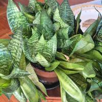 Sansevieria "Hahnii"