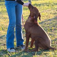 Rhodesian Ridgeback con pedigree ENCI
