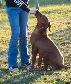 Rhodesian Ridgeback con pedigree ENCI