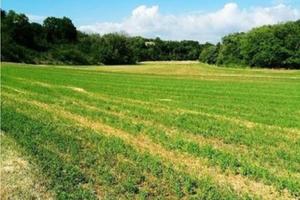 Terreno agricolo di 13000 mq