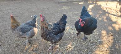 Galline ornamentali