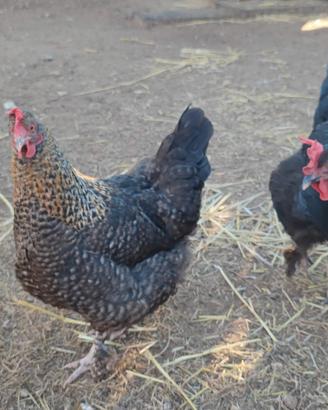 Galline ornamentali